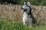 SIBERIAN HUSKY 301